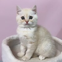 画像338