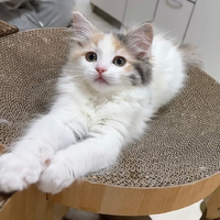 画像463